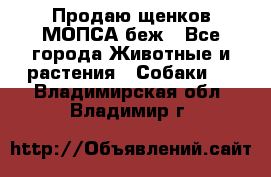 Продаю щенков МОПСА беж - Все города Животные и растения » Собаки   . Владимирская обл.,Владимир г.
